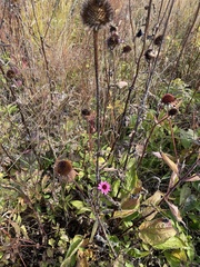 Echinacea purpurea