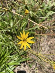 Helianthus longifolius