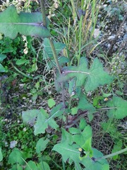 Sonchus oleraceus