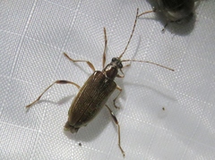Donacia texana