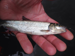 Semotilus corporalis