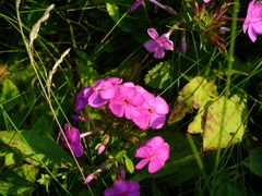 Phlox ovata