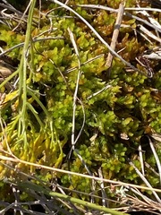 Sphagnum subsecundum