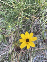 Coreopsis pulchra