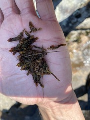 Sphagnum cyclophyllum