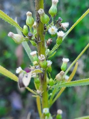 Erigeron canadensis
