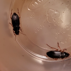 Harpalus pensylvanicus