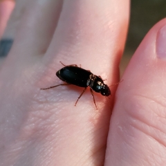 Harpalus pensylvanicus