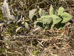 Eupatorium pubescens
