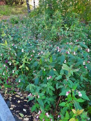 Impatiens glandulifera