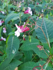 Impatiens glandulifera