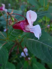 Impatiens glandulifera