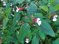Impatiens glandulifera