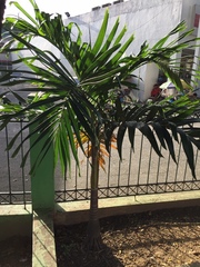 Arecoideae