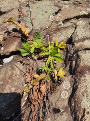 Potentilla longifolia