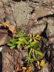 Potentilla longifolia