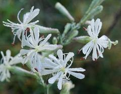 Silene multiflora