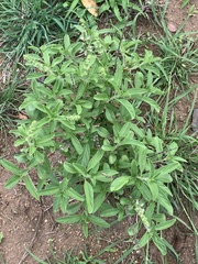 Ocimum americanum americanum