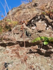 Potentilla longifolia