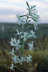 Silene multiflora