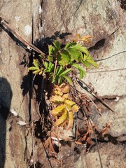 Potentilla longifolia