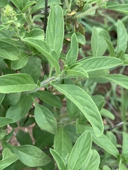 Ocimum americanum americanum