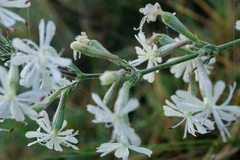 Silene multiflora