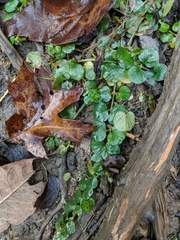 Lysimachia nummularia