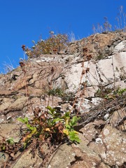 Potentilla longifolia