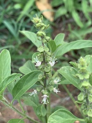 Ocimum americanum americanum