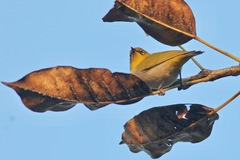 Zosterops palpebrosus