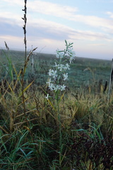 Silene multiflora