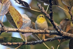 Zosterops palpebrosus