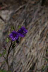 Phacelia parryi