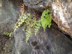 Cystopteris fragilis