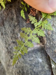 Cystopteris fragilis