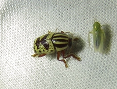 Cryptocephalus leucomelas