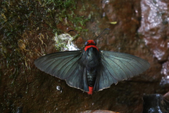 Pyrrhopyge charybdis