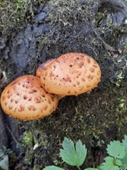 Pholiota aurivella