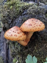 Pholiota aurivella