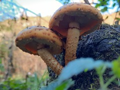 Pholiota aurivella