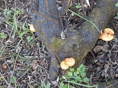 Pholiota aurivella