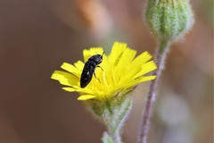 Acmaeodera bipunctata bipunctata
