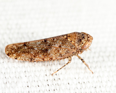 Paraphlepsius tennessus