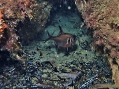 Trachichthys australis