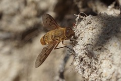 Neodiplocampta