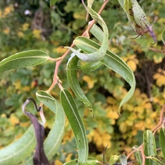 Salix babylonica tortuosa