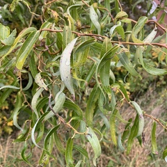 Salix babylonica tortuosa