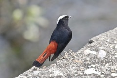 Phoenicurus leucocephalus