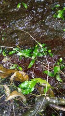 Leptochilus pteropus